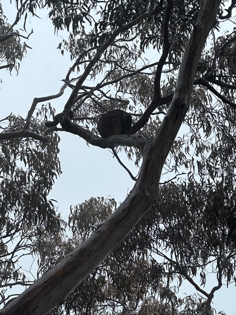 A koala bear in a tree under a gray sky.